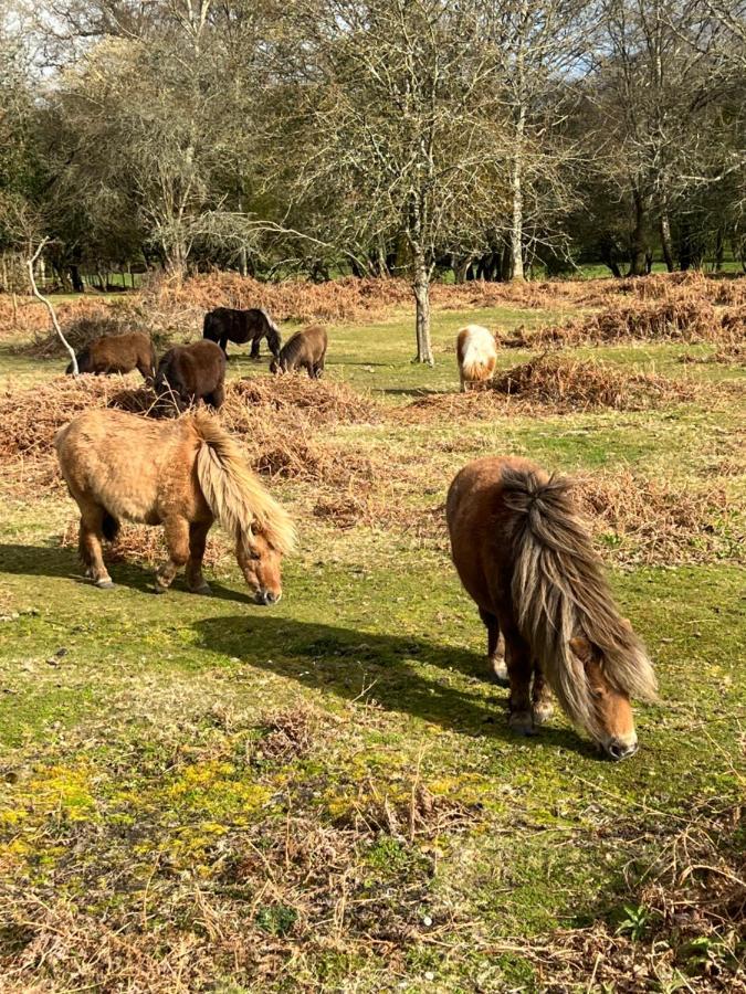 New Forest Hideaway- Self Catering Accommodation Newbridge  Екстер'єр фото